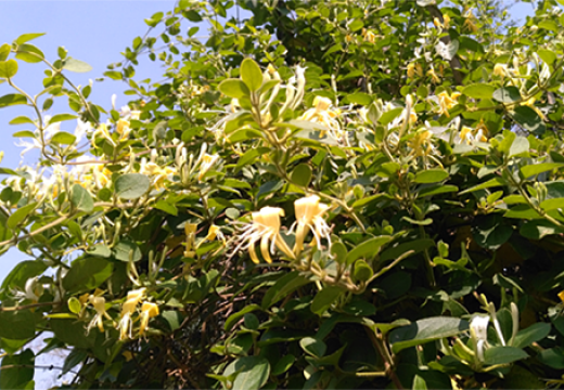 烘干金銀花畝產(chǎn)利潤是多少？專業(yè)生產(chǎn)廠家詳解真實利潤-[集木烘干]