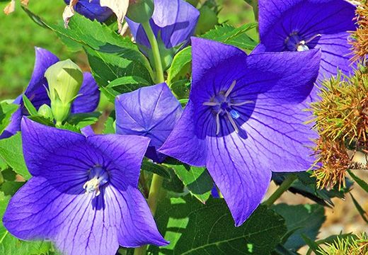 桔梗烘干加工工藝-[集木烘干]