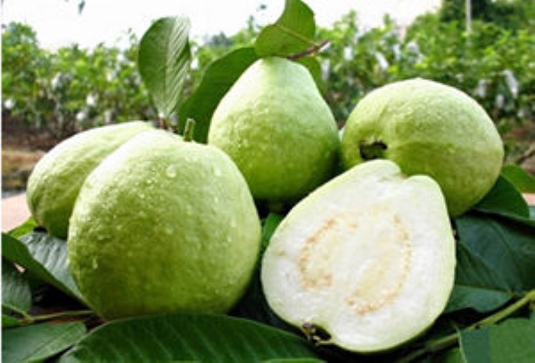 番石榴烘干機(jī)